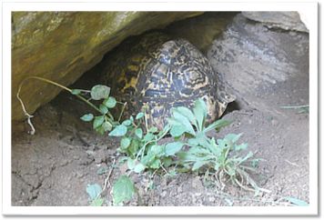UsambaraMountains: Leopard turtle