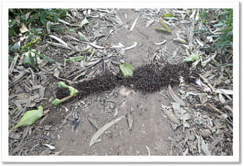 Usambara Mountains: to Rangwi ants