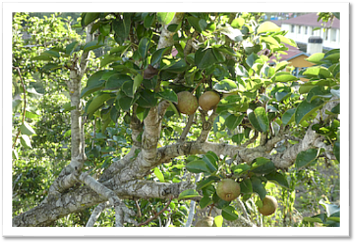 Usambara Mountains: Rangwi sisters pear