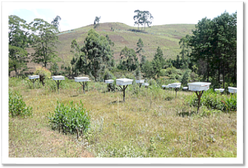 Usambara Mountains: way to mambo beehives
